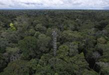 Estudio alerta sobre amenaza a la Amazonia como sumidero de carbono