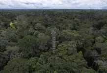 Estudio alerta sobre amenaza a la Amazonia como sumidero de carbono Estudio alerta sobre amenaza a la Amazonia como sumidero de carbono