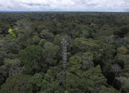 Estudio alerta sobre amenaza a la Amazonia como sumidero de carbono