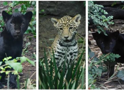 Votación y Elección de Nombres para los Cachorros Jaguar