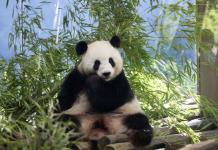 Embarazo confirmado: Nuevos pandas gigantes en el Zoo de Berlín Embarazo confirmado: Nuevos pandas gigantes en el Zoo de Berlín