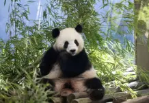 Embarazo confirmado: Nuevos pandas gigantes en el Zoo de Berlín