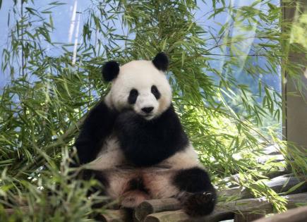 Embarazo confirmado: Nuevos pandas gigantes en el Zoo de Berlín