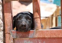 Protestan en Almoloya de Juárez por presunto maltrato animal