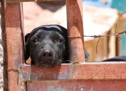 Protestan en Almoloya de Juárez por presunto maltrato animal