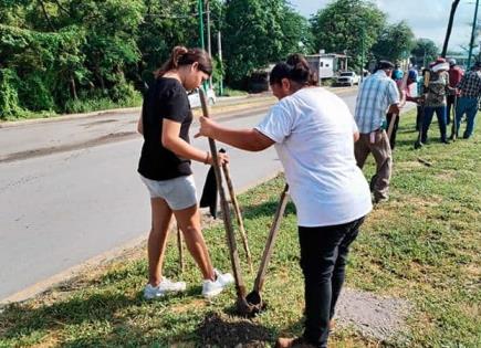 Sembrando Vida enfrenta problemas que limitan su alcance: Coneval