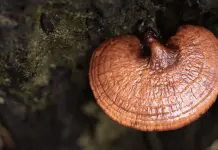 El hongo Reishi: aliado potencial en la terapia contra el c&aacute;ncer