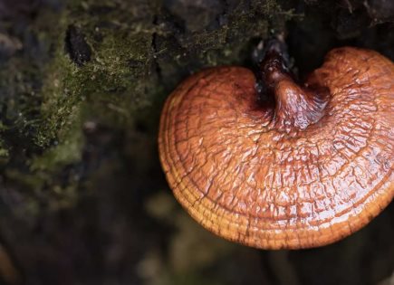 El hongo Reishi: aliado potencial en la terapia contra el cáncer