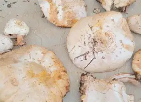 Investigadora mexicana alerta sobre peligro de micotoxinas en alimentos