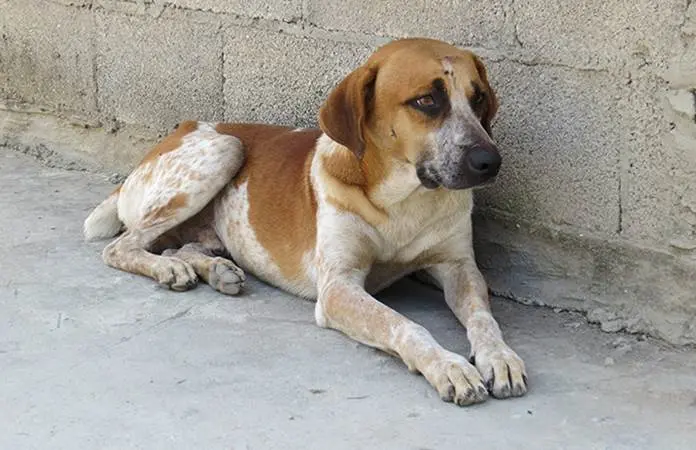 México, el país con más perros callejeros en AL