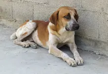 Entérate | ¿Qué es la saculitis en perros?