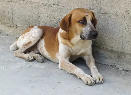 México, el país con más perros callejeros en AL