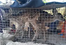 Venados y m&aacute;s fauna protegida, en venta por negligencia oficial