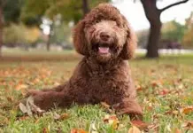 Guía completa de cuidados post vacunación para perros