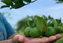 Impacto del paro de productores de limón en el mercado