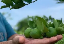 Impacto del paro de productores de lim&oacute;n en el mercado