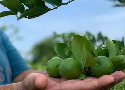 Impacto del paro de productores de limón en el mercado