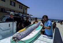 Hallazgo de un pez remo en aguas profundas de San Diego