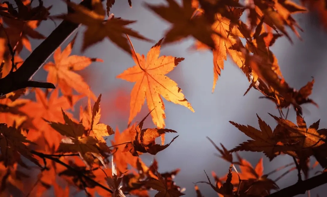 El equinoccio de otoño 2025 marca el inicio de una nueva estación