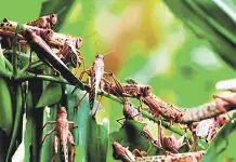Elevan la alerta por plaga de langosta
