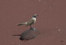 Estudio revela impacto de cambios genéticos en aves de Galápagos