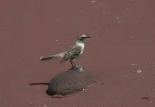 Estudio revela impacto de cambios genéticos en aves de Galápagos Estudio revela impacto de cambios genéticos en aves de Galápagos