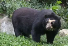 Iniciativa de conservación de osos de anteojos en Colombia Iniciativa de conservación de osos de anteojos en Colombia