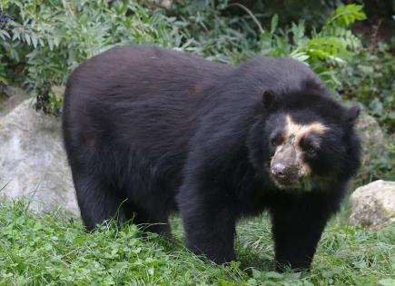 Iniciativa de conservación de osos de anteojos en Colombia