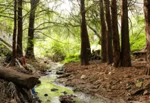 Recuperación exitosa en la Barranca Tacubaya Recuperación exitosa en la Barranca Tacubaya