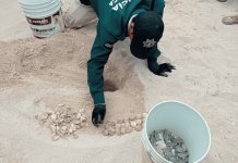 Nacen tortugas en el Malecón Tradicional de Progreso