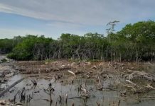 Clausura de zonas de manglar en San Felipe