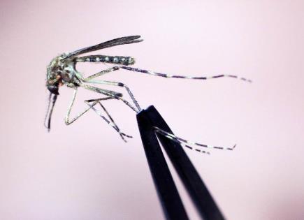 Alerta de salud por virus transmitido por mosquitos