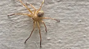 Ent&eacute;rate | Los insectos peligrosos que aumentan con el calor