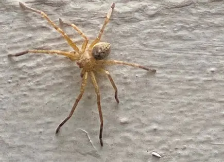 Ent&eacute;rate | Los insectos peligrosos que aumentan con el calor