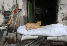 Desazolve en Chalco: Ayuda a mascotas afectadas por inundación