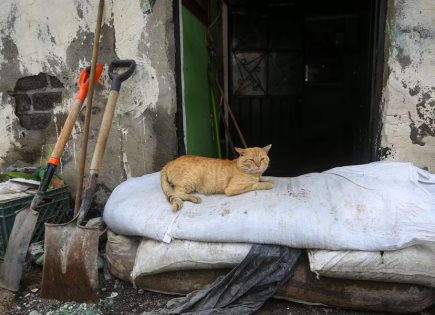 Desazolve en Chalco: Ayuda a mascotas afectadas por inundación