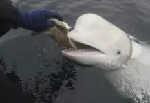 Muerte de Hvaldimir, la Ballena Esp&iacute;a Rusa en Noruega