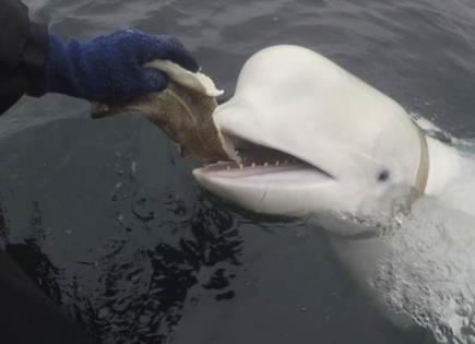 Muerte de Hvaldimir, la Ballena Espía Rusa en Noruega