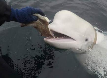 Muere célebre ballena "espía rusa" Hvaldimir