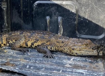 Avistamiento de un cocodrilo en Hunucmá, Yucatán