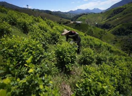 Desafíos en el Cañón del Micay: disidencias FARC y conflicto colombiano