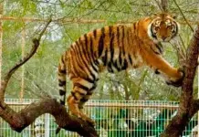 Escape de Tigre Siberiano en Zool&oacute;gico de Reynosa