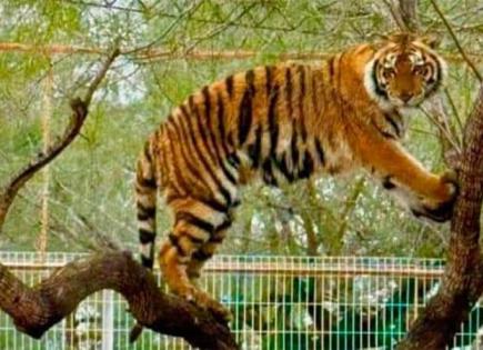 Escape de Tigre Siberiano en Zoológico de Reynosa