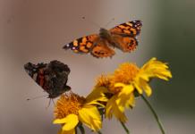 Foto del día | Mariposas en San Luis