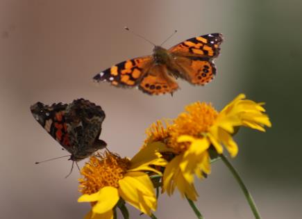 Las migraciones de las mariposas y el cambio climático