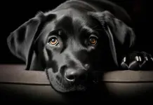 Razones por las que los perros cambian de lugar para descansar