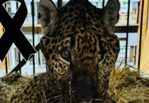 Impactante rescate y muerte del jaguar Pacus