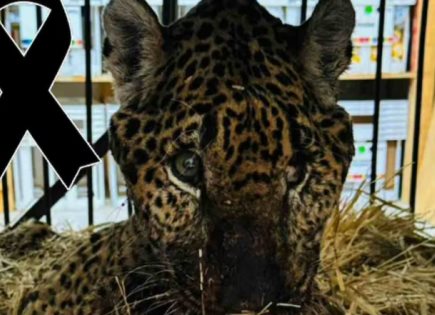 Impactante rescate y muerte del jaguar Pacus