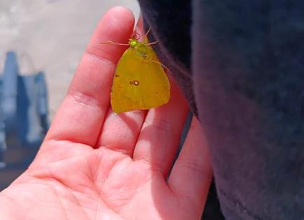 Mariposas amarillas pasan por Matehuala