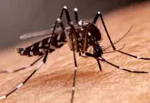 Aumentan en SLP 600 por ciento los casos de dengue